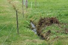 Großer Helicoil-Wasserpilz, Foto 14