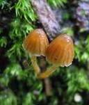 Großsporiger Häubling, Foto 13