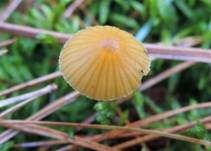 Großsporiger Häubling, Foto 7