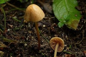 Großsporiges Langstiel-Samthäubchen, Foto 1