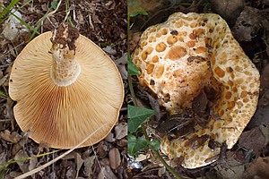 Grubiger Mediterranmilchling, Foto 1