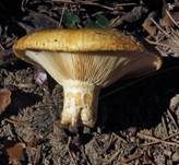 Grubiger Milchling, Foto 32