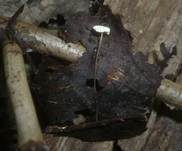 Aderblättriger Schwindling, Foto 16