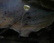 Aderblättriger Schwindling, Foto 6