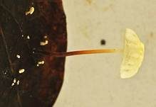 Aderblättriger Schwindling, Foto 8