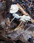 Aderblättriger Schwindling, Foto 9