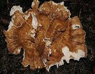 Bergporling, Foto 8
