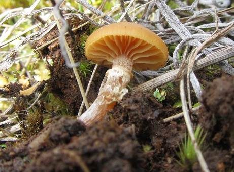 Beringter Häubling, Foto 2