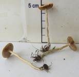 Halbkugeliger Ackerling, Foto 14