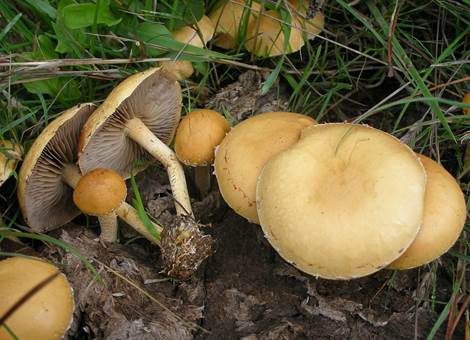Halbkugeliger Ackerling, Foto 4