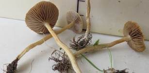Halbkugeliger Ackerling, Foto 8