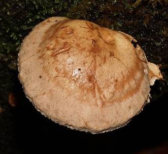 Harziger Sägeblättling, Foto 4