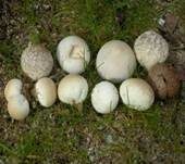 Heidebovist, Foto 7