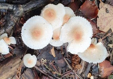 Hellbrauner Wiesenschirmling, Foto 2