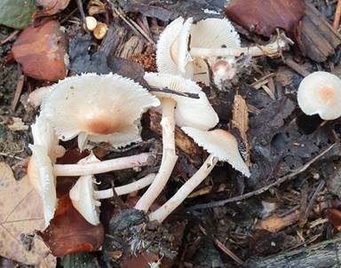 Hellbrauner Wiesenschirmling, Foto 4