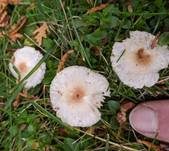 Hellbrauner Wiesenschirmling, Foto 6