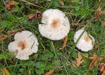 Hellbrauner Wiesenschirmling, Foto 9