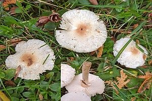 Hellbrauner Wiesenschirmling, Foto 1