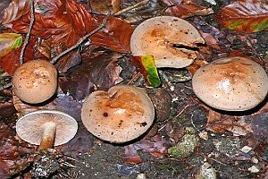 Heller Wurzelfälbling, Foto 1
