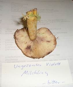 Hellgelber Violettmilchling, Foto 5