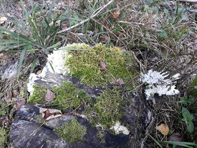 Herablaufender Steifporling, Foto 5