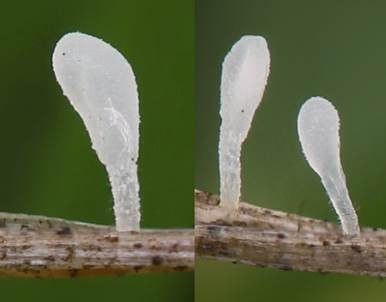 Herzsporiges Fadenkeulchen, Foto 2