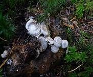 Beschleierter Zwitterling, Foto 12