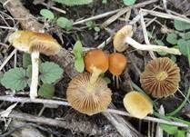 Hohlstieliger Ackerling, Foto 4