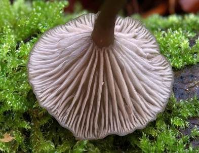 Holznabeling, Foto 4