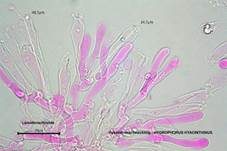Hyazinthenschneckling, Foto 14