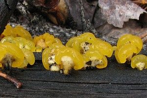Bewurzelter Schüsselpilz, Foto 1