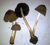 Kantigsporiger Tintling, Foto 13