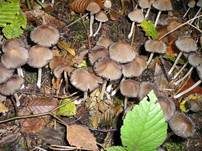 Kantigsporiger Tintling, Foto 10