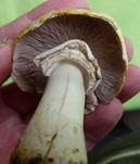 Karbol-Champignon, Foto 15