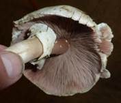 Karbol-Champignon, Foto 19