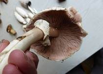 Karbol-Champignon, Foto 25