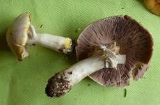 Karbol-Champignon, Foto 28