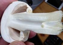 Karbol-Champignon, Foto 31