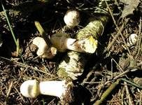 Karbol-Champignon, Foto 33