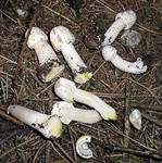 Karbol-Champignon, Foto 34