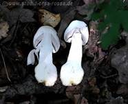 Karbol-Champignon, Foto 35