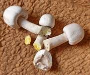 Karbol-Champignon, Foto 38