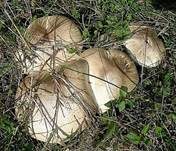 Karbol-Champignon, Foto 6