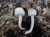 Karbol-Champignon, Foto 9