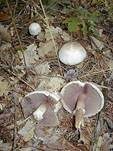Karbol-Champignon, Foto 10