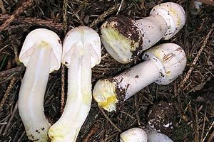 Karbol-Champignon, Foto 1