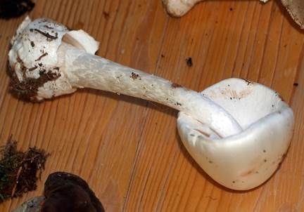 Kegelhütiger Knollenblätterpilz, Foto 3