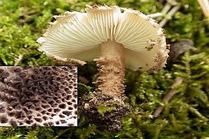 Kegelschuppiger Stachelschirmling, Foto 1