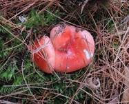Kiefernspeitäubling, Foto 21