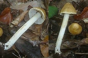 Kittfarbener Rißpilz, Foto 1